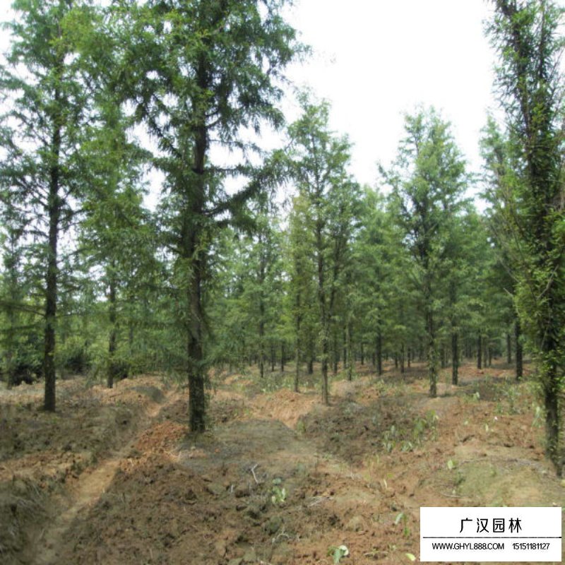 水杉的成長(zhǎng)之旅，樹(shù)苗的價(jià)格與勵(lì)志之旅的交織。