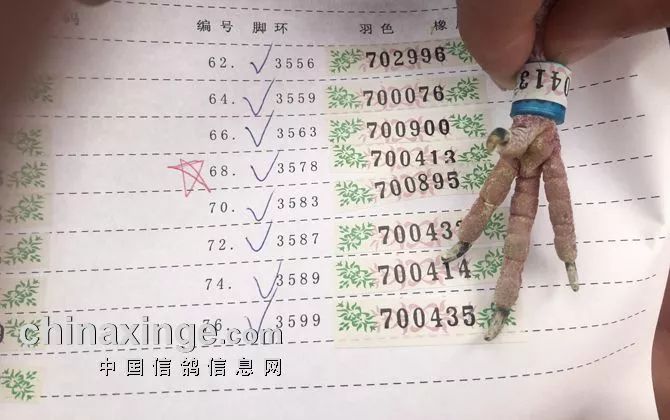 天津南翔信鴿比賽成績揭秘，賽場精英展現(xiàn)風(fēng)采！